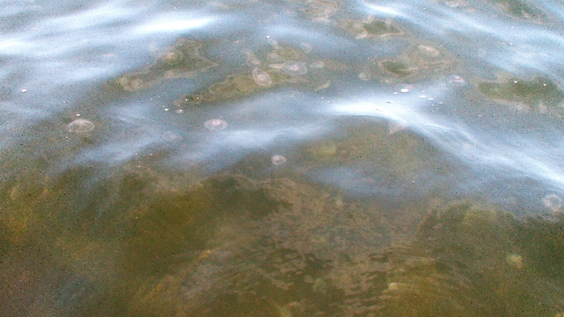 Quallen-Begleitung