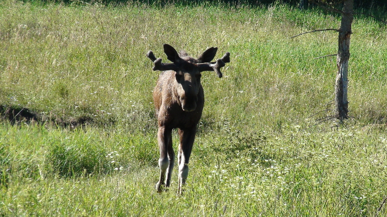 der Nachwuchs
